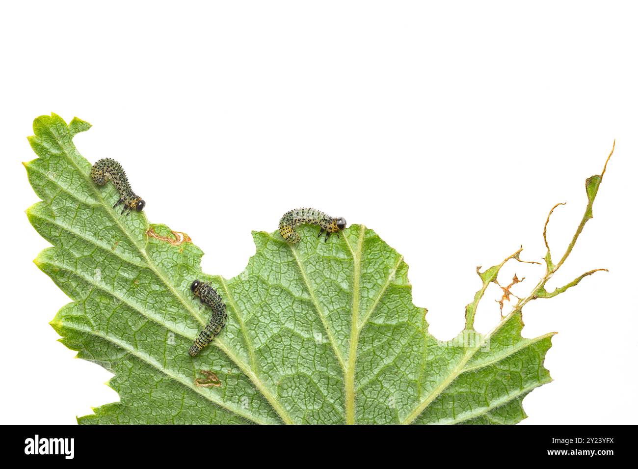 In estate, un gruppo di caterpillars neri strisciano sulle foglie verdi. I caterpillars mangiano macerie di foglie di ribes primo piano su sfondo bianco Foto Stock