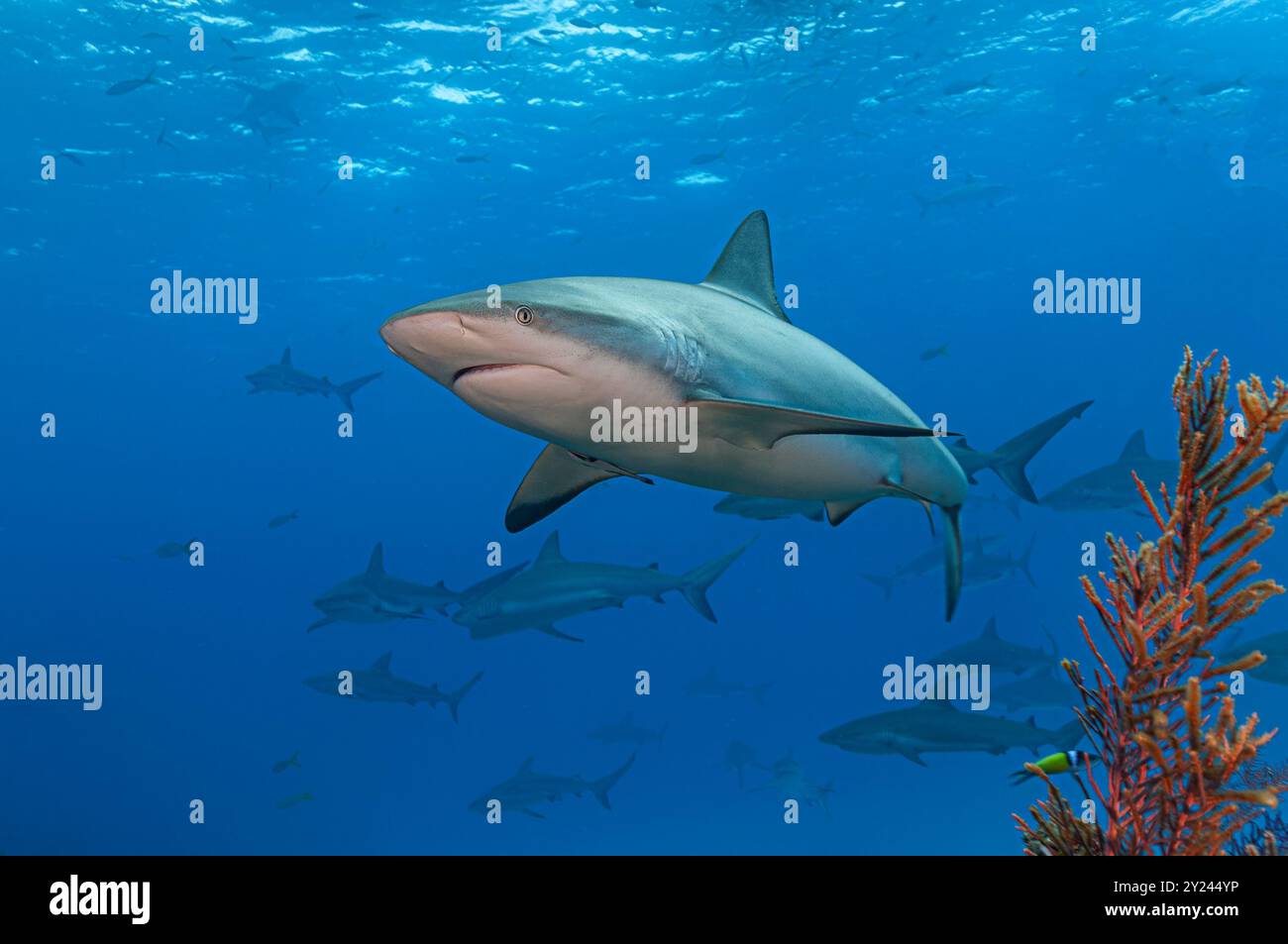 Squalo della barriera corallina caraibica e brivido di squali Foto Stock