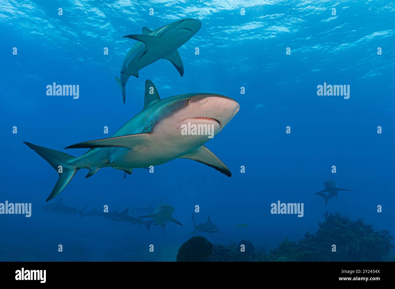 Squali della barriera corallina caraibica in acque poco profonde blu cristalline Foto Stock