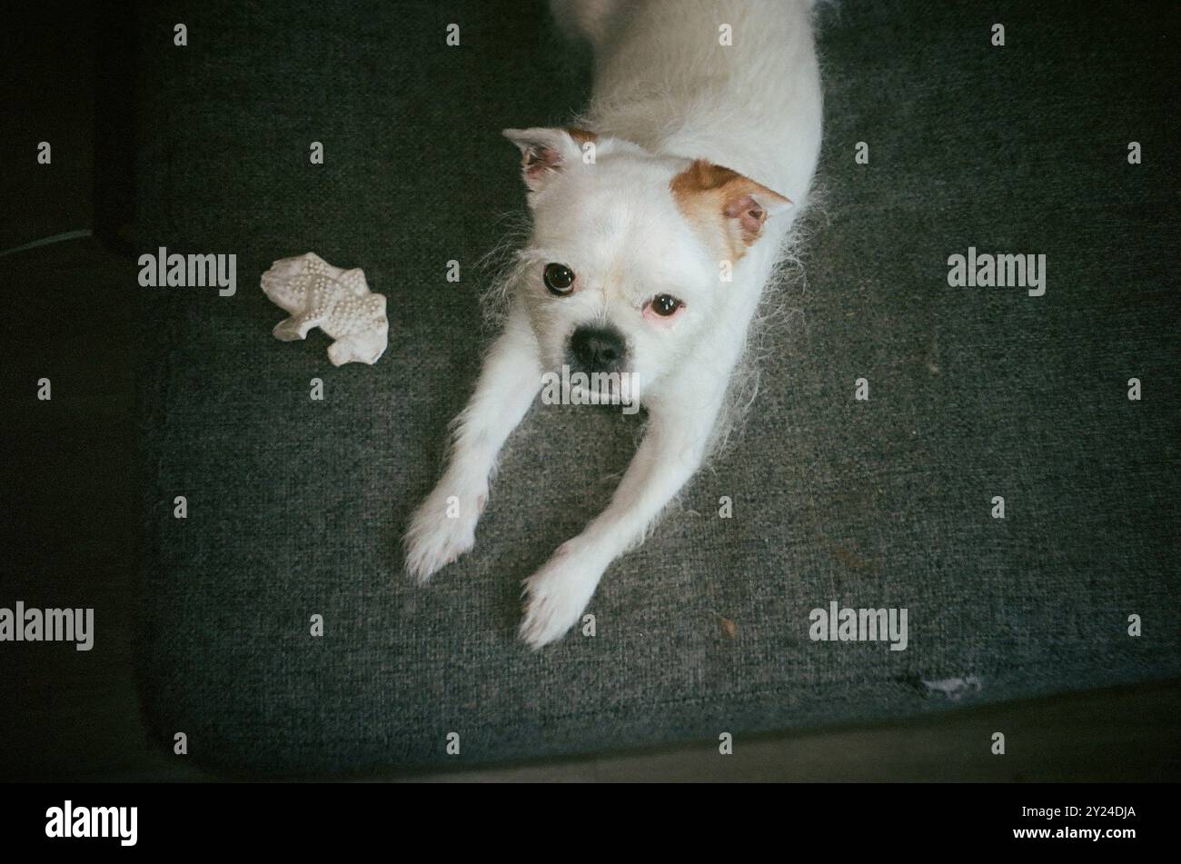 White Rescue mutt guarda la fotocamera Foto Stock