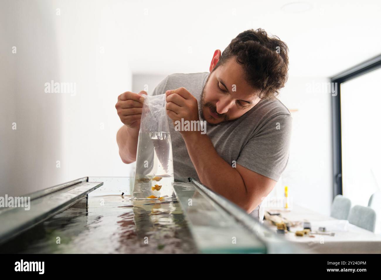 Uomo che rilascia con cura il pesce palloncino molly nell'acquario domestico Foto Stock