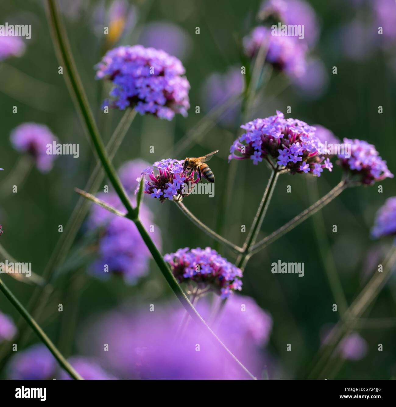 Api di miele occidentali che raccolgono polline da fiori viola in giardino. Foto Stock