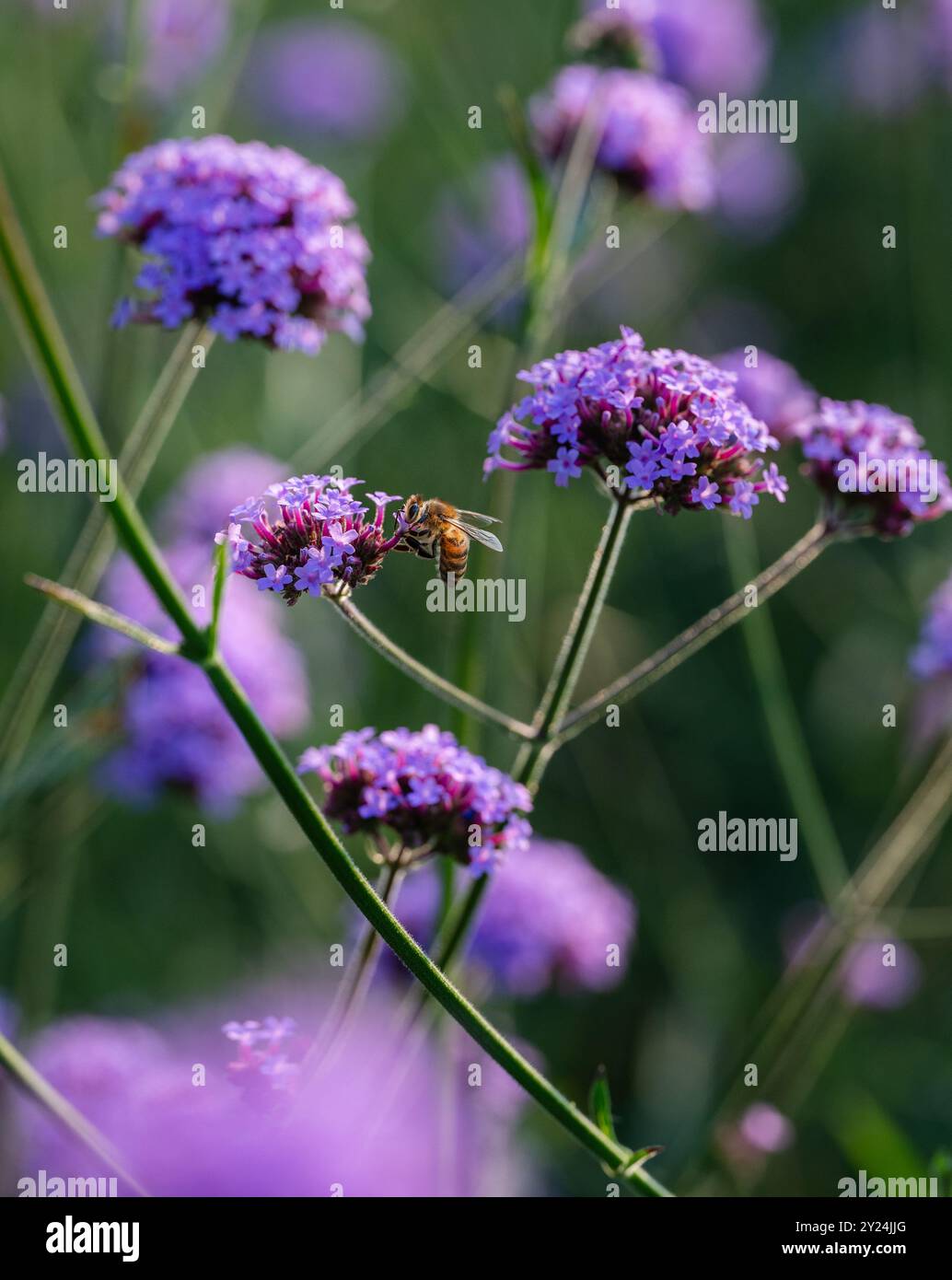 Api di miele occidentali che raccolgono polline da fiori viola in giardino. Foto Stock