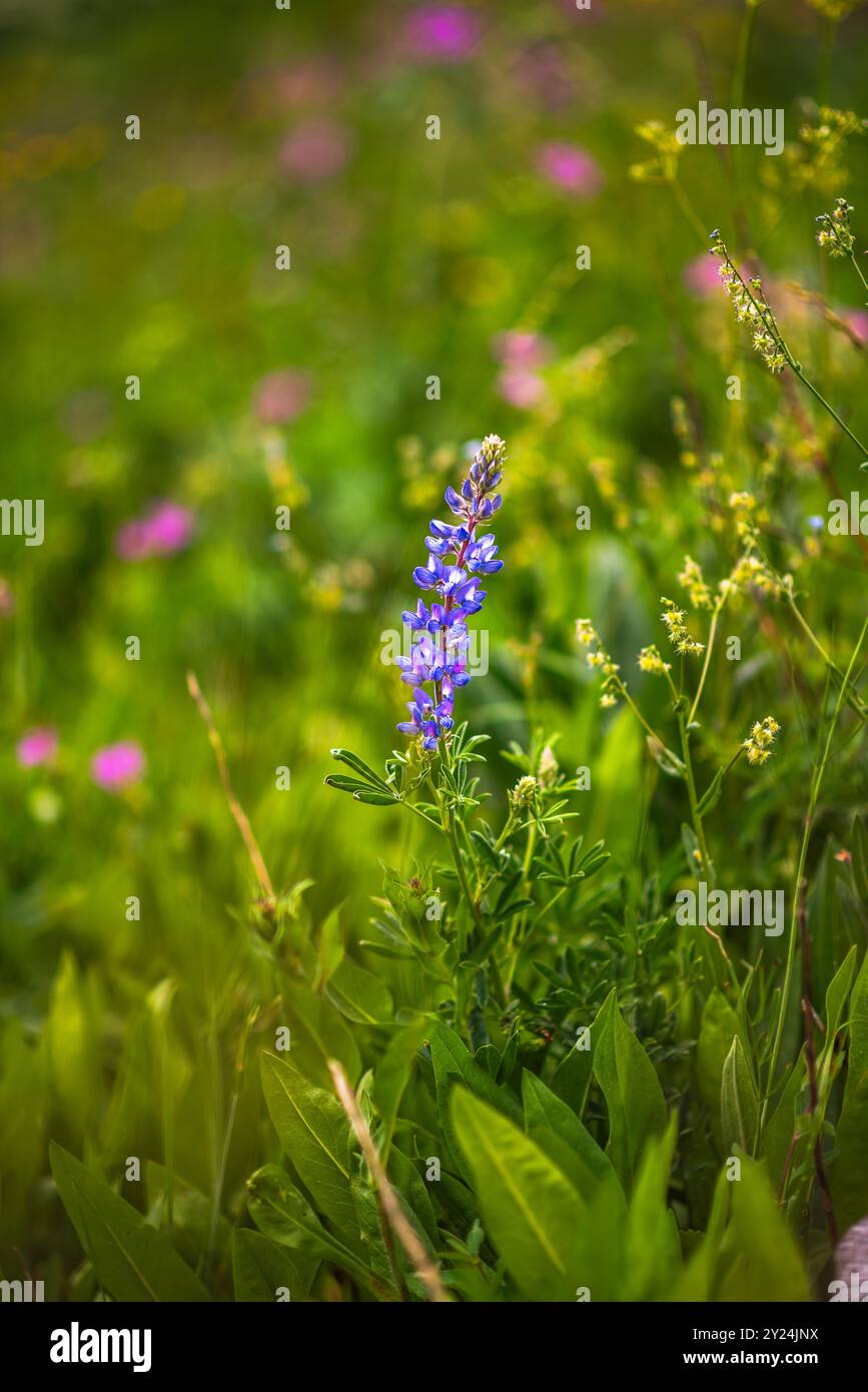 Primo piano di vibranti fiori di lupino viola in un lussureggiante prato verde. Foto Stock
