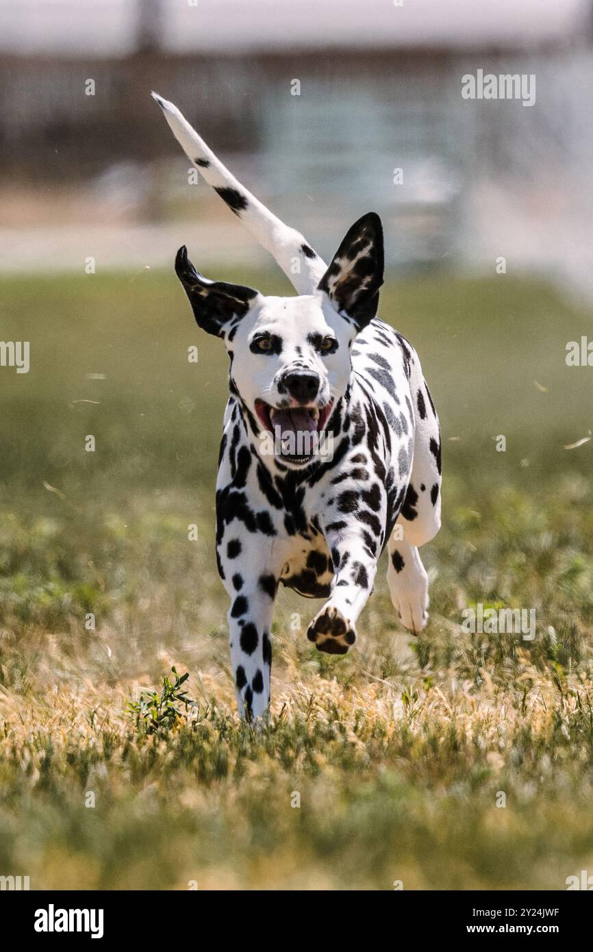 Pista da corsa di cani dalmati macchiati in bianco e nero e sport per cani Foto Stock