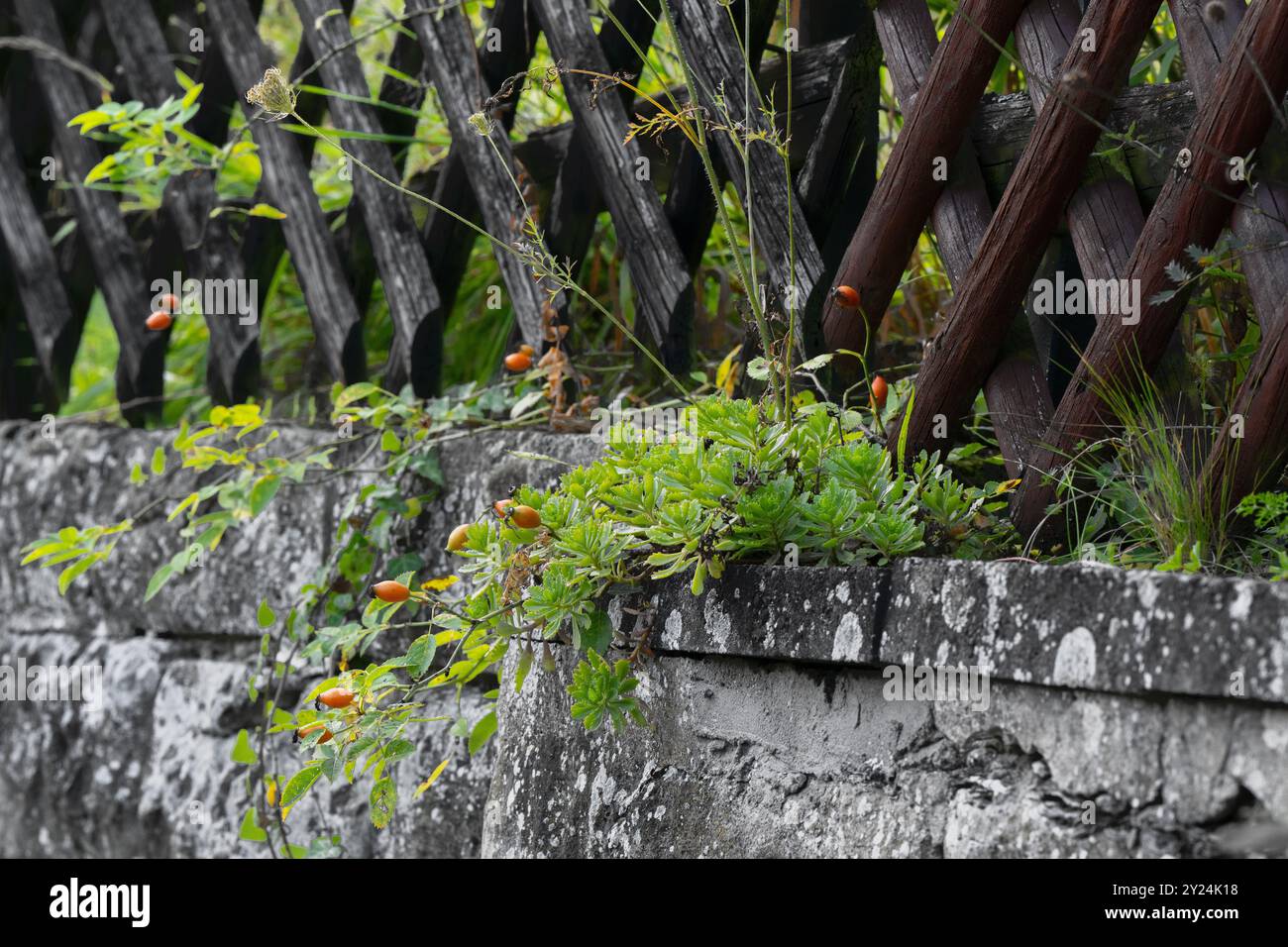Il cane si alzò sul muro - fotografato a fine estate Foto Stock