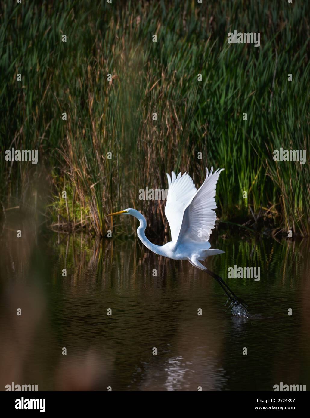 Grande egretta bianca che prende il volo dal laghetto paludoso in Canada. Foto Stock