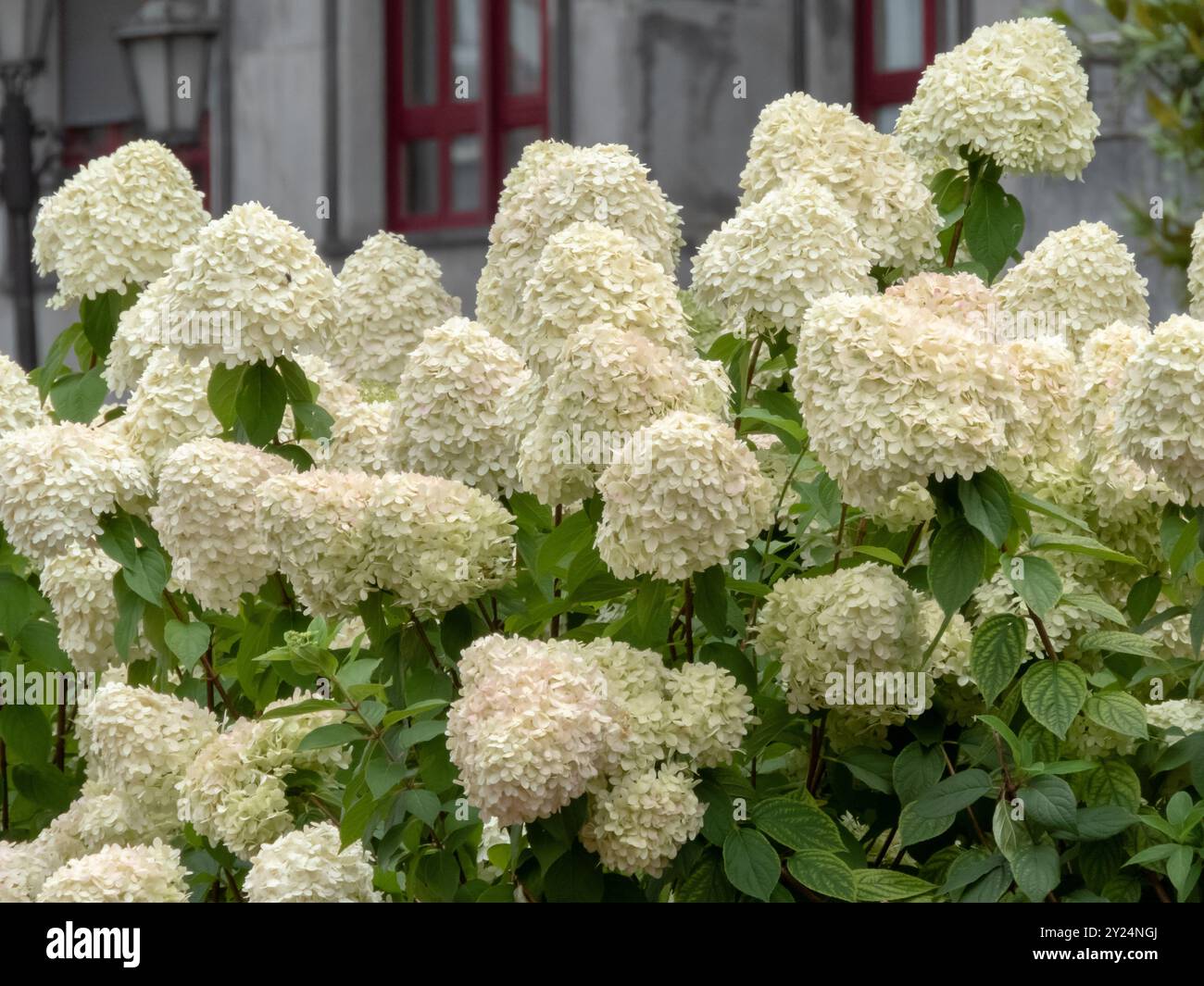 Hydrangea paniculata arbusto fiorito. Ortensie panicolate teste di fiori bianche. Foto Stock