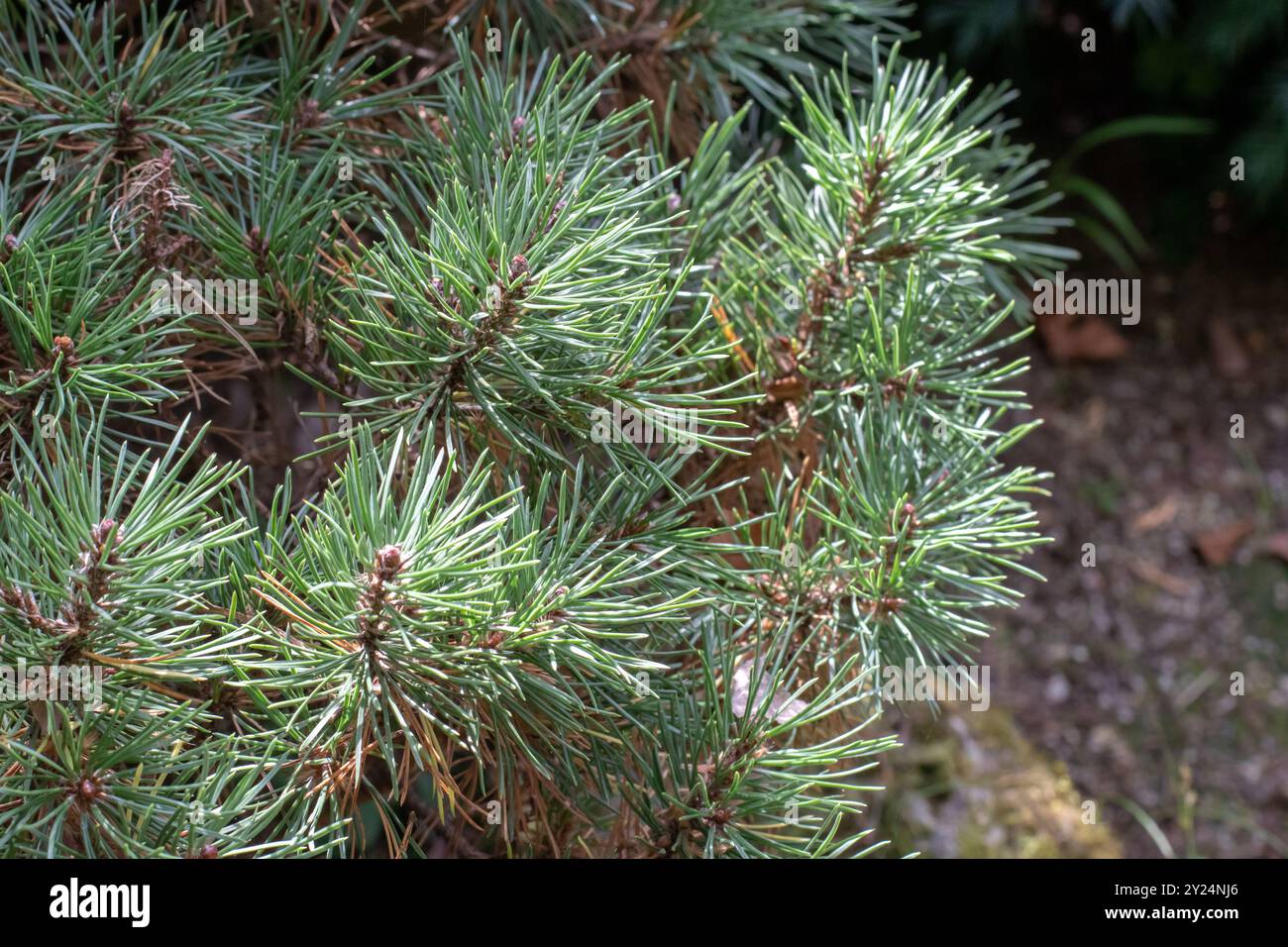Pinus mugo ramo dell'albero. Pianta ornamentale di pino nano o pino di montagna. Cespuglio di pino di montagna o di conifere di pino di montagna svizzero. Pino paludoso, strisciante Foto Stock