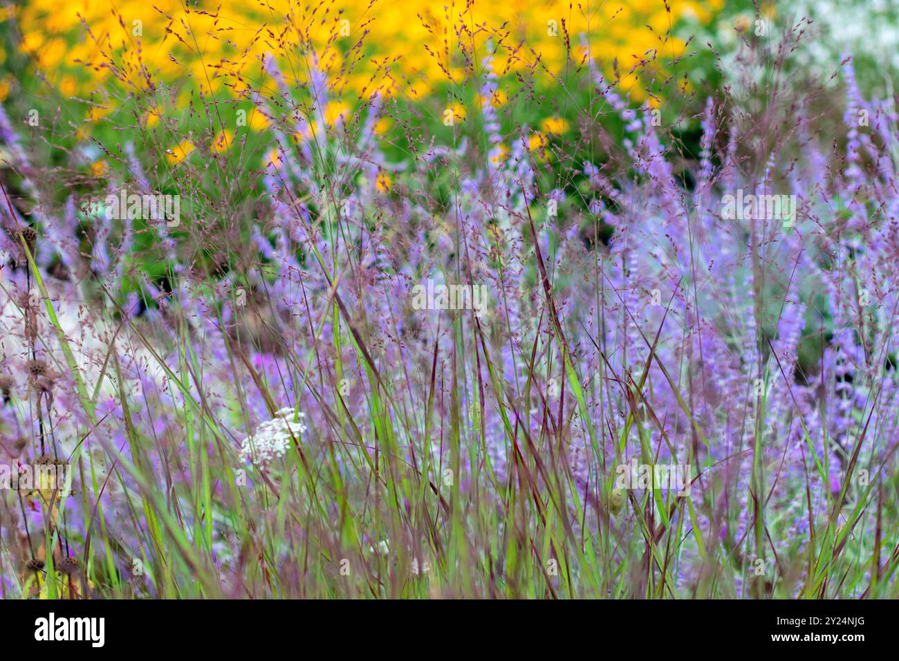 Panicum virgatum erba ornamentale fiorita. Piante di poaceae fiorite su sfondo blu, bianco e giallo. Erba f Foto Stock