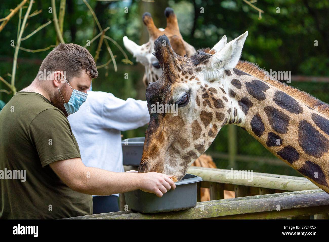 Giraffa essere nutrito a mano in un giorno di esperienza zoo da una persona in una maschera facciale, Foto Stock