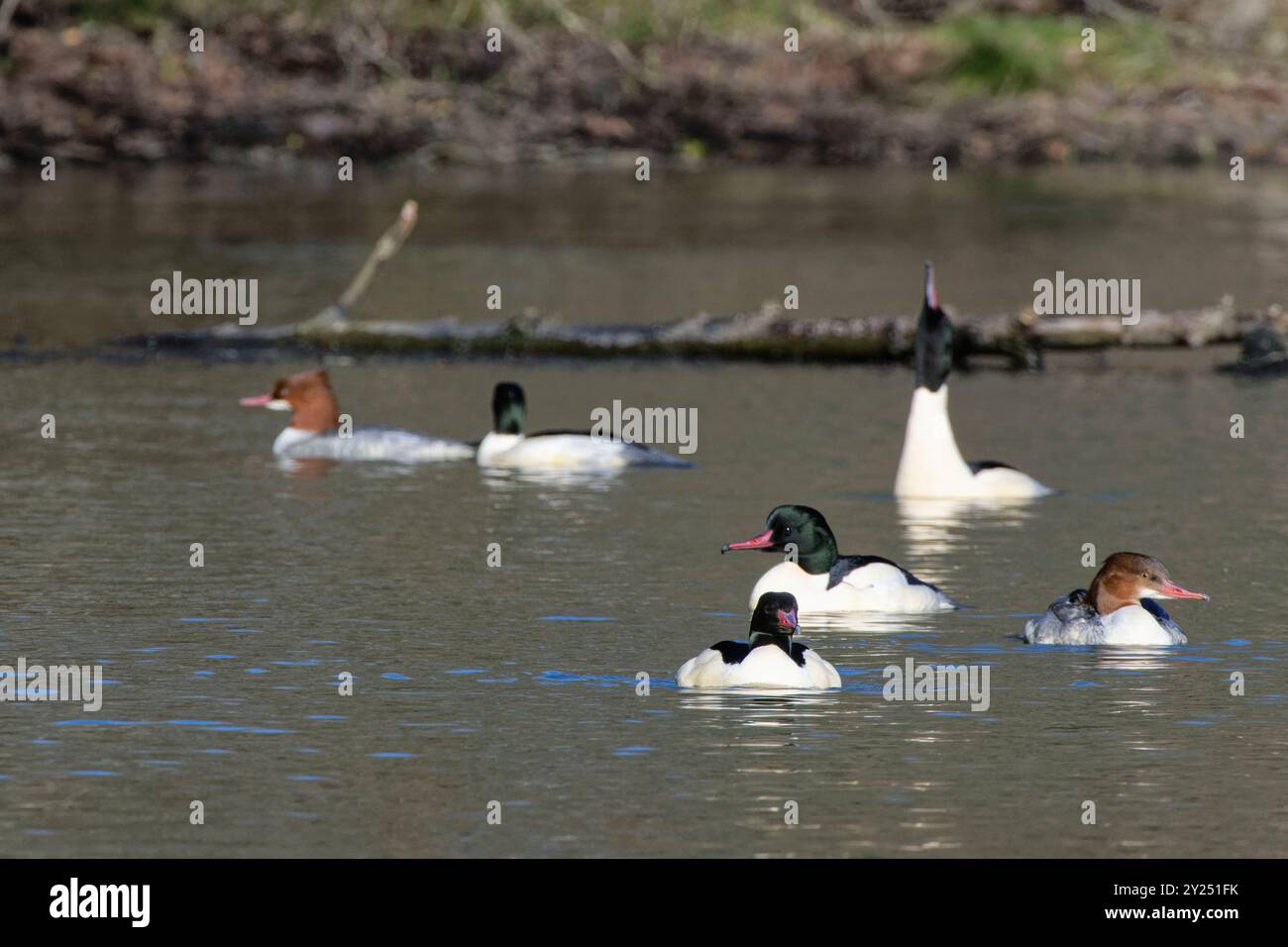 Goosander (Mergus Merganser) gruppo corteggiante su stagno boschivo, un drake che esegue una mostra di "saluto" con becco rivolto verso l'alto, Forest of Dean, Glos. Foto Stock