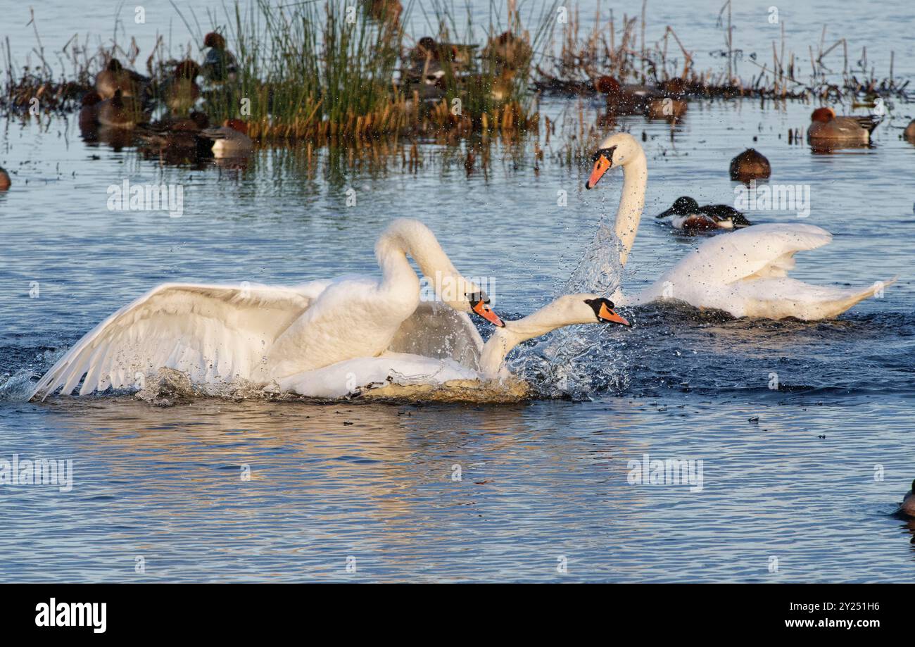 Cigno muta (Cygnus olor) cuccetta che attacca un rivale che si estendeva nel suo territorio su una piscina paludosa e una donna guarda su, Catcott abbassa National Nature Foto Stock