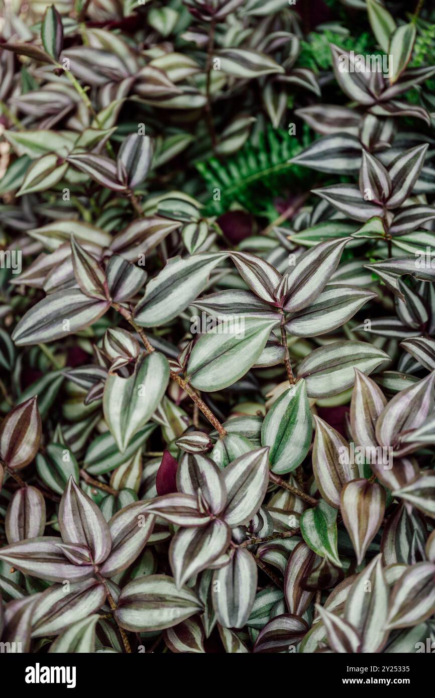 tradescantia pianta tropicale al coperto lascia da vicino Foto Stock