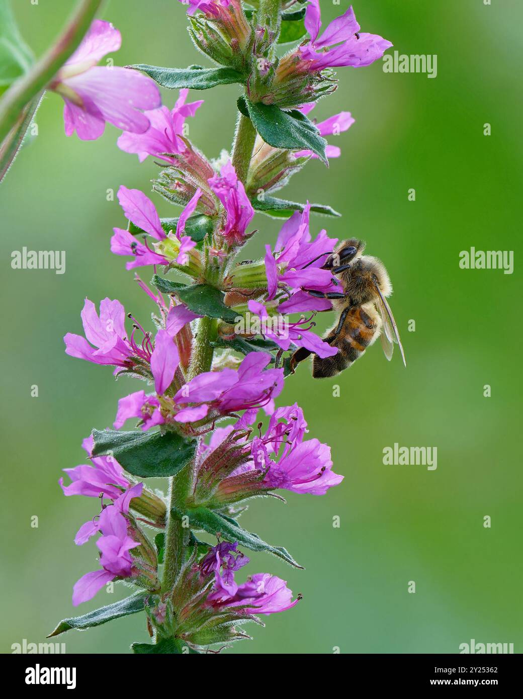 Api mellifere - Apis mellifera si nutre di Purple loosestrife-Lythrum salicaria. Foto Stock