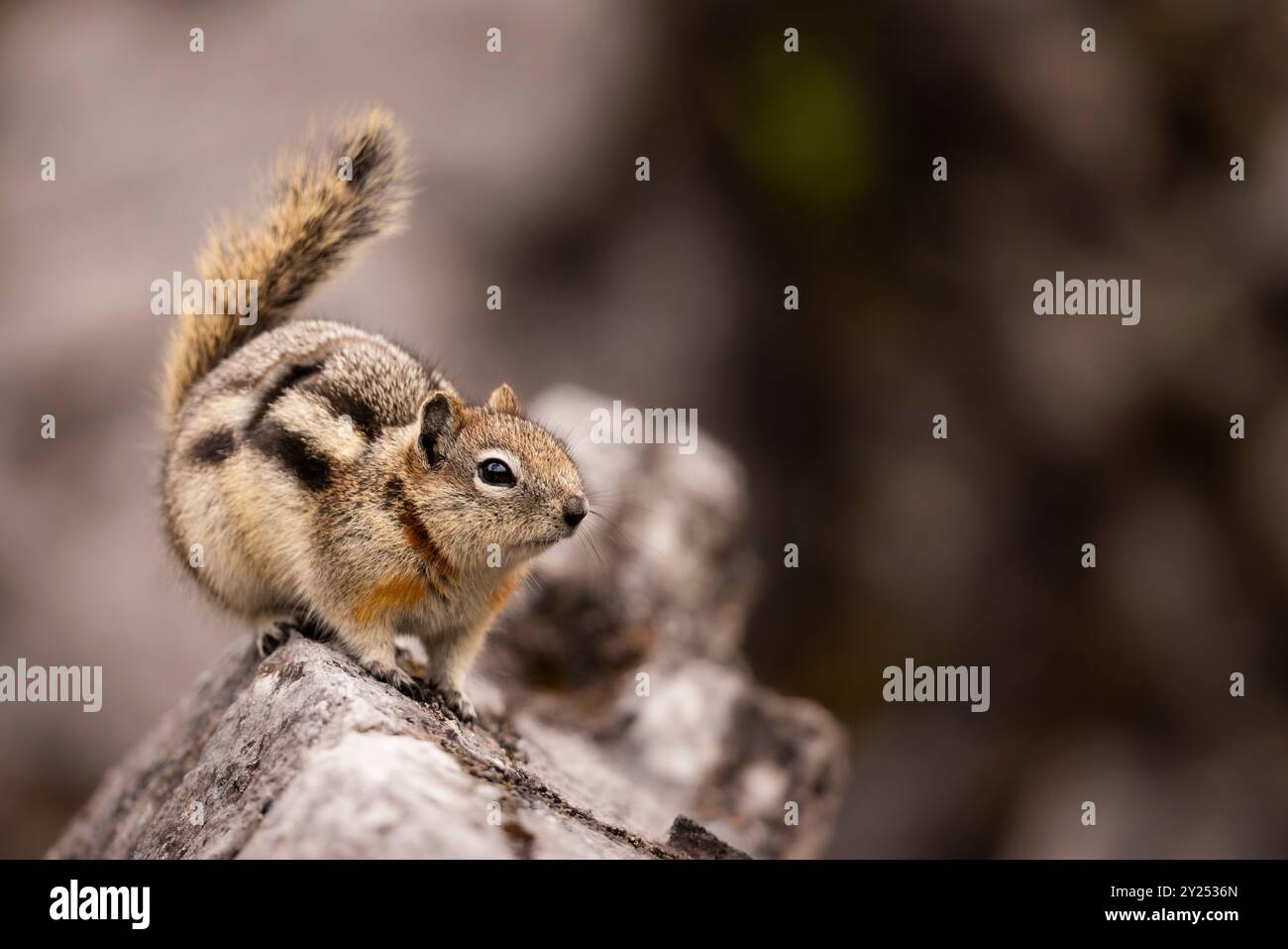 Golden Mantled Ground Squirrel seduto su una roccia. Foto Stock