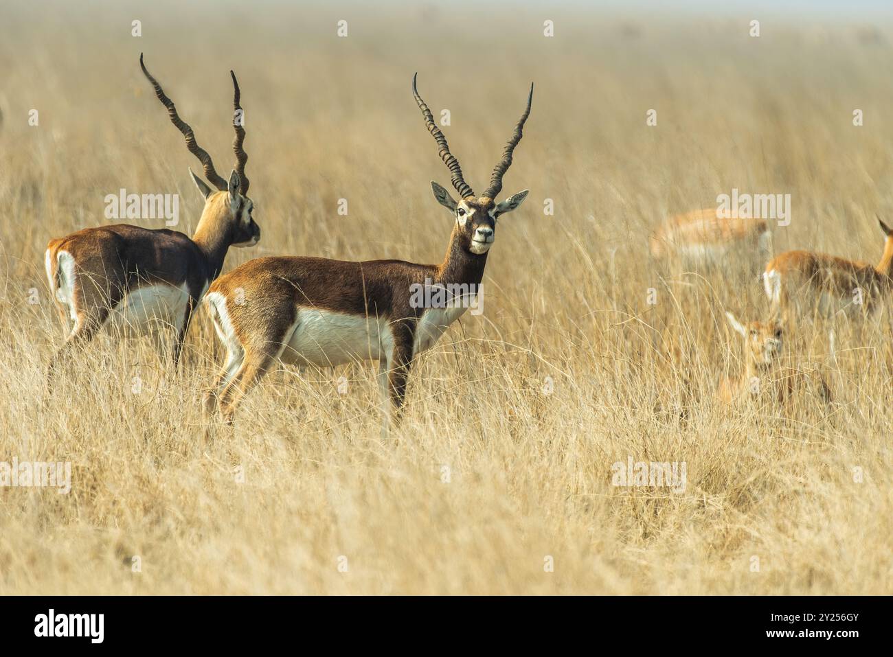 Il tal Chappar Wildlife Sanctuary nel Rajasthan ospita una fiorente popolazione di blackbucks, una specie in via di estinzione. Foto Stock