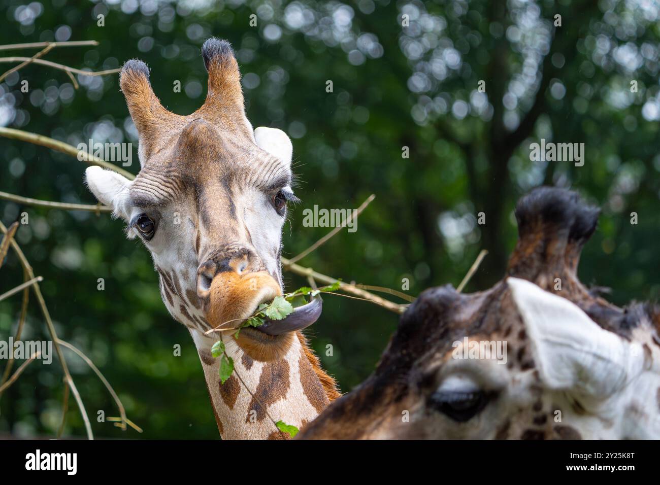 Vista frontale ravvicinata di una testa di giraffa che masticano foglie allo zoo di Dudley, West Midlands, Regno Unito. Foto Stock