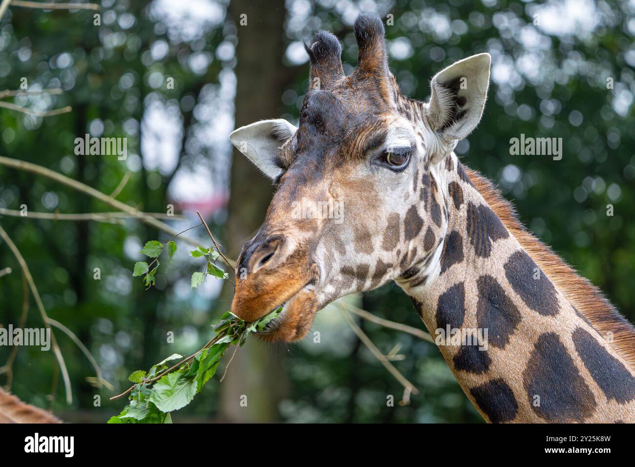 Vista frontale ravvicinata di una testa di giraffa che masticano foglie allo zoo di Dudley, West Midlands, Regno Unito. Foto Stock