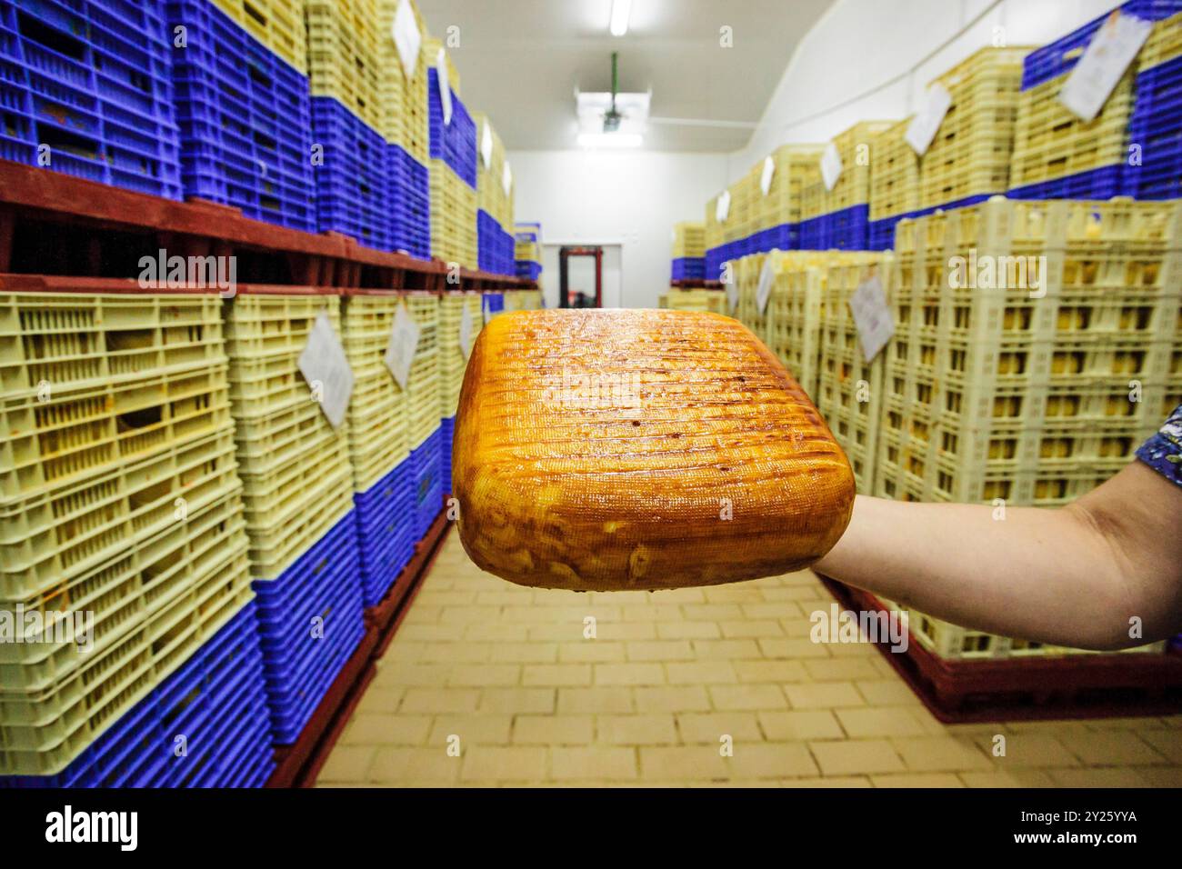 Fabbricazione industriale di formaggi - denominazione di origine Mahon- finca Alcaidus, Alaior, Minorca, Isole Baleari, Spagna, Europa. Foto Stock