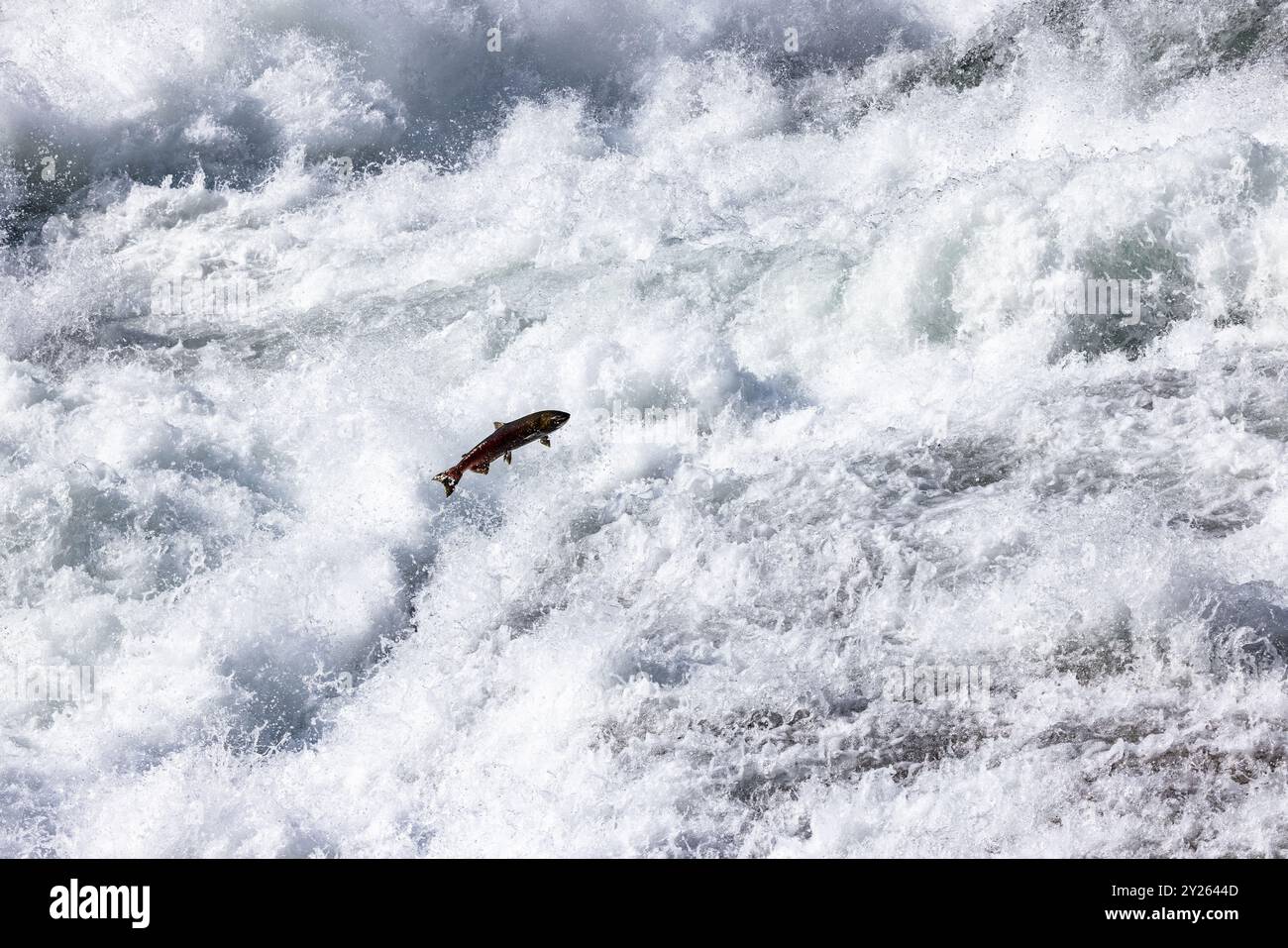 Clearwater, Canada. 5 settembre 2024 nella foto: Chinook Salmon jumping a Bailey's Chute nel Wells Gray Provincial Park vicino a Clearwater in Inghilterra Foto Stock