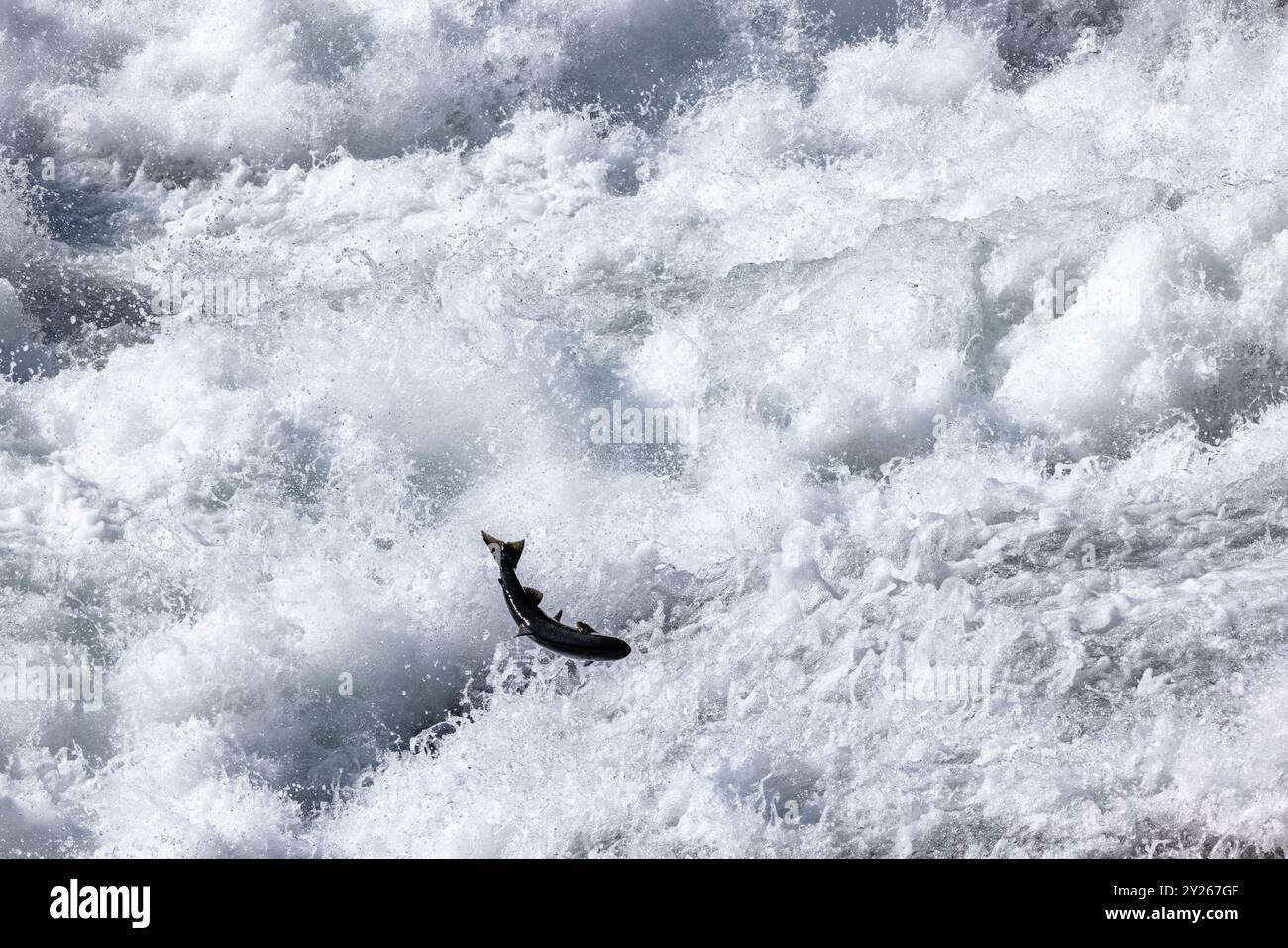 Clearwater, Canada. 5 settembre 2024 nella foto: Chinook Salmon jumping a Bailey's Chute nel Wells Gray Provincial Park vicino a Clearwater in Inghilterra Foto Stock