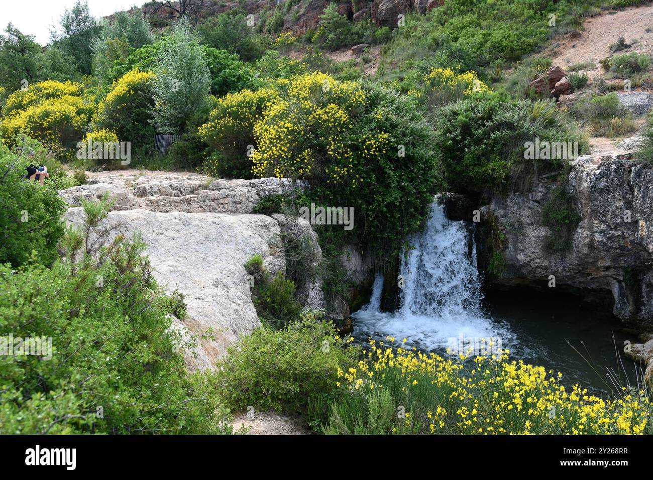 Cascata o cascata alla sorgente dell'Infernet e scopa spagnola fiorente, Sparticum junceum, Vitrolles Provence Francia Foto Stock