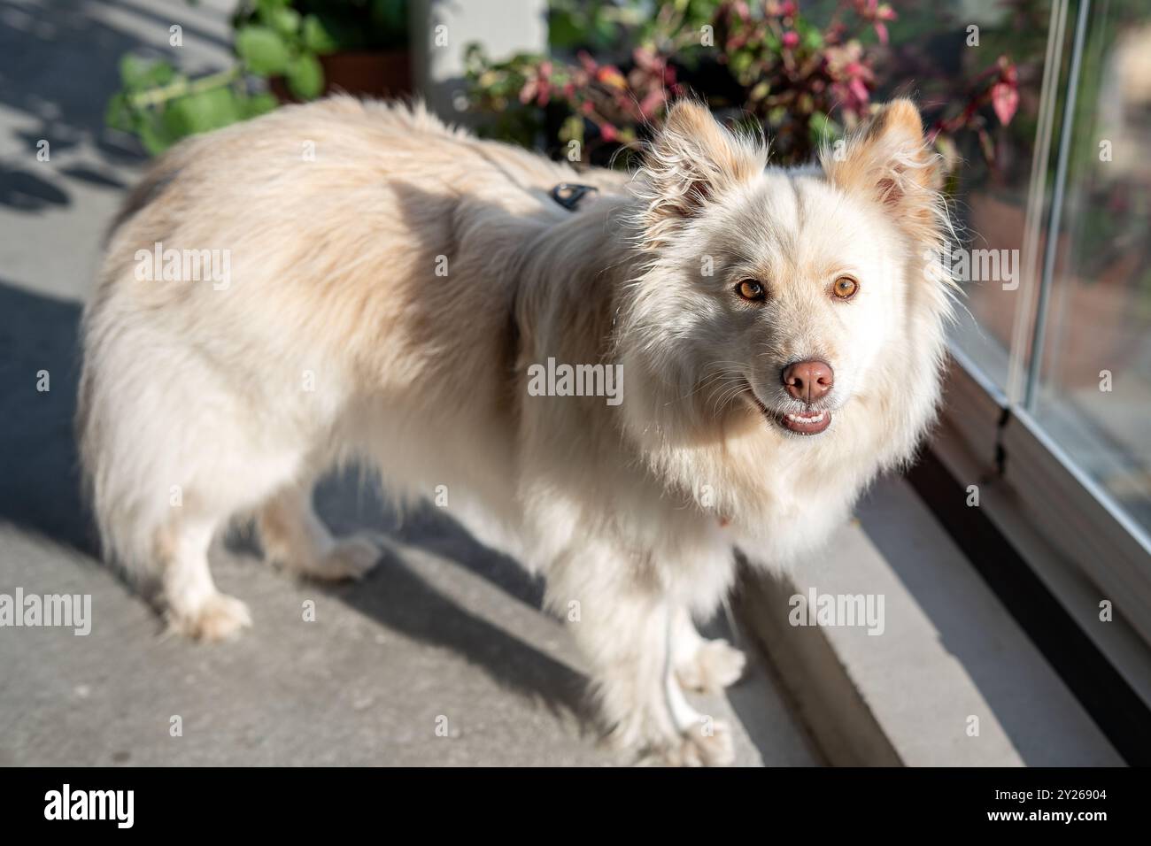 Il Lapphund finlandese o cane Lapponiano finlandese è un tipo di cane Spitz di medie dimensioni spesso utilizzato per l'allevamento di renne. È facile e accogliente. Foto Stock