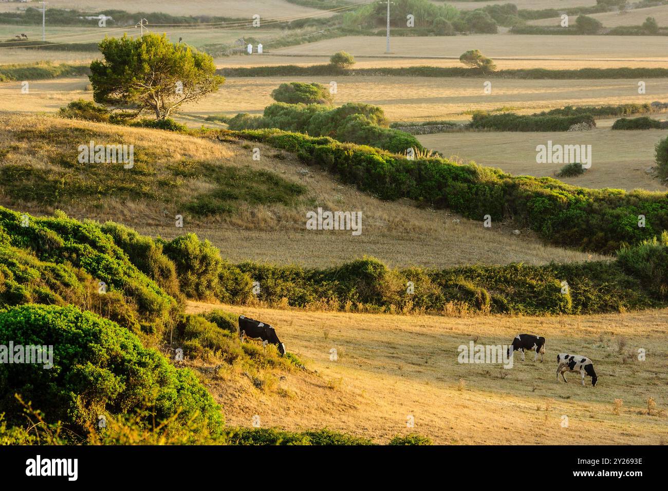 Pascoli e macchia, fattoria Santa Cecilia, Ferreries, Minorca, Isole Baleari, Spagna, Europa. Foto Stock