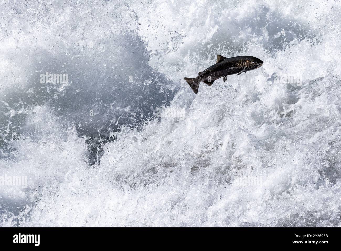 Clearwater, Canada. 5 settembre 2024 nella foto: Chinook Salmon jumping a Bailey's Chute nel Wells Gray Provincial Park vicino a Clearwater in Inghilterra Foto Stock