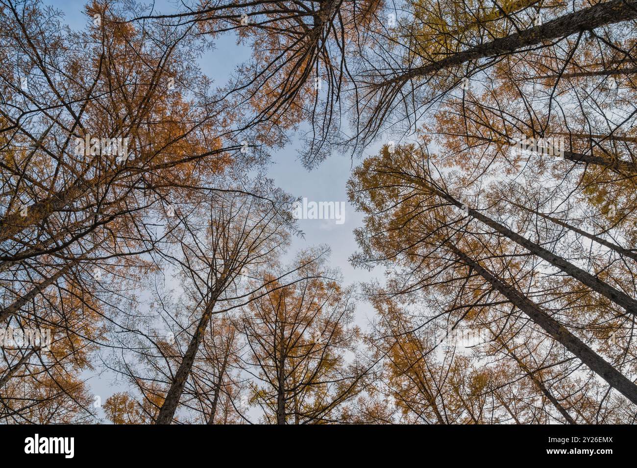 Paesaggio autunnale con foglie di foglie di foglie che si affacciano sul cielo sotto l'albero di pino Foto Stock
