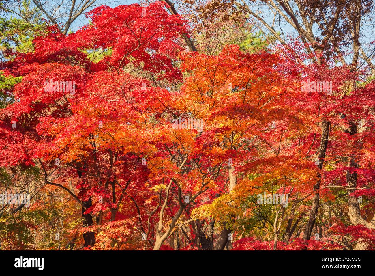Seoul Corea del Sud, foglia d'acero rosso al Parco Samcheong nella stagione autunnale Foto Stock