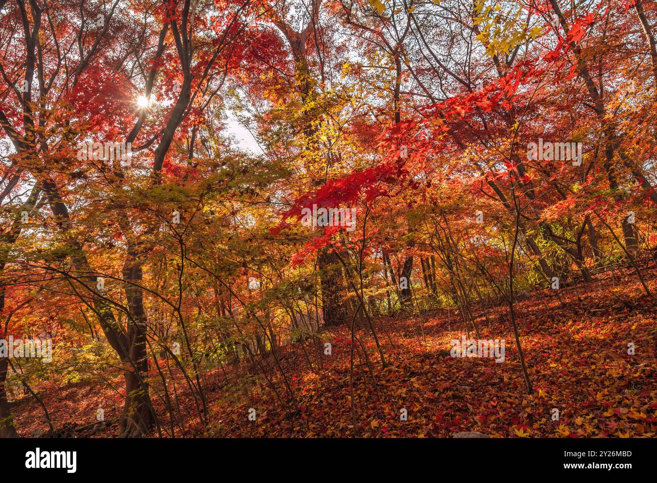 Seoul Corea del Sud, foglia d'acero rosso al Parco Samcheong nella stagione autunnale Foto Stock