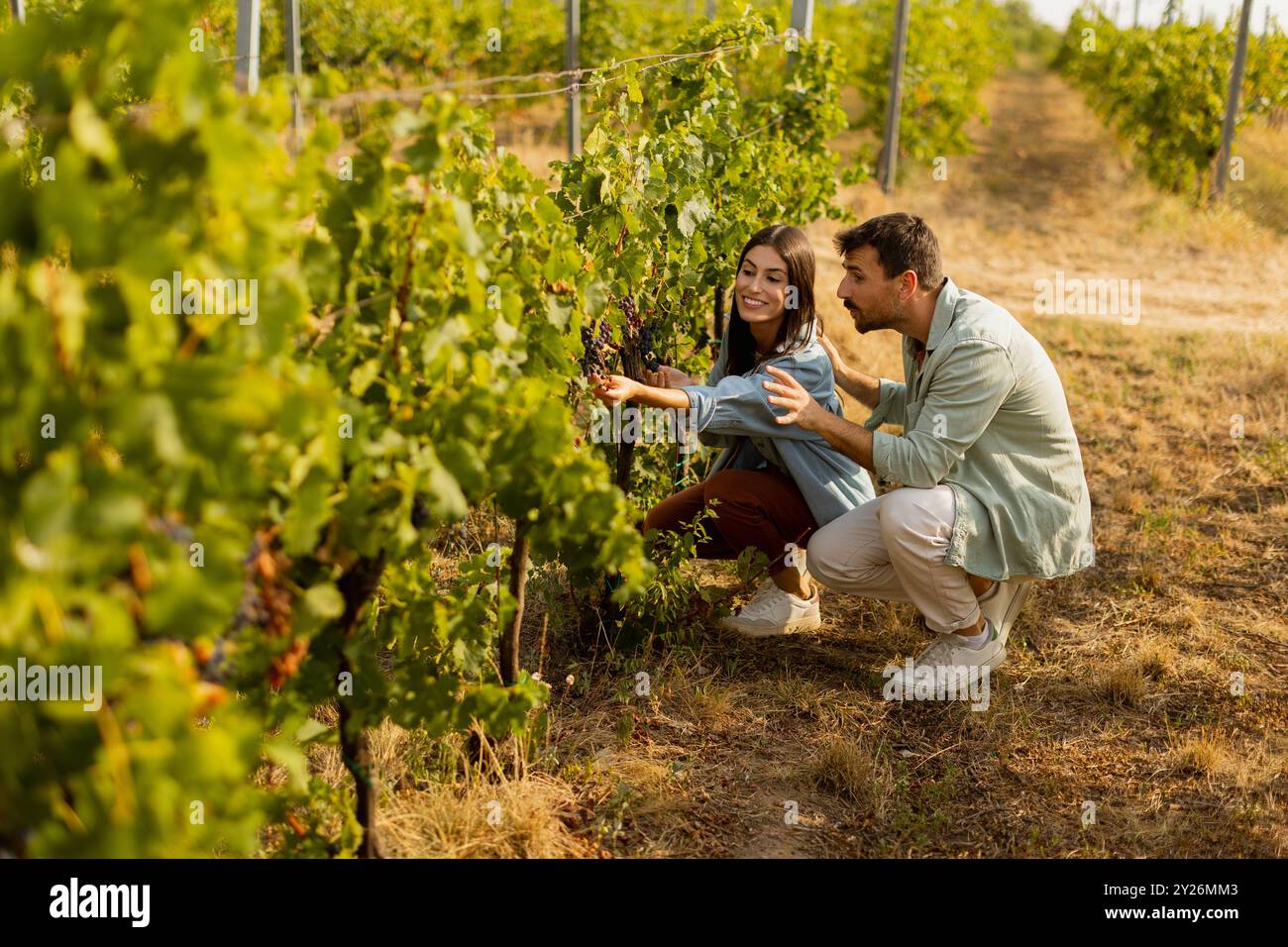 Sotto il sole caldo, una coppia sorride mentre raccolgono con cura uve mature tra vigne vivaci, condividendo un momento delizioso in un pittoresco vigneto Foto Stock