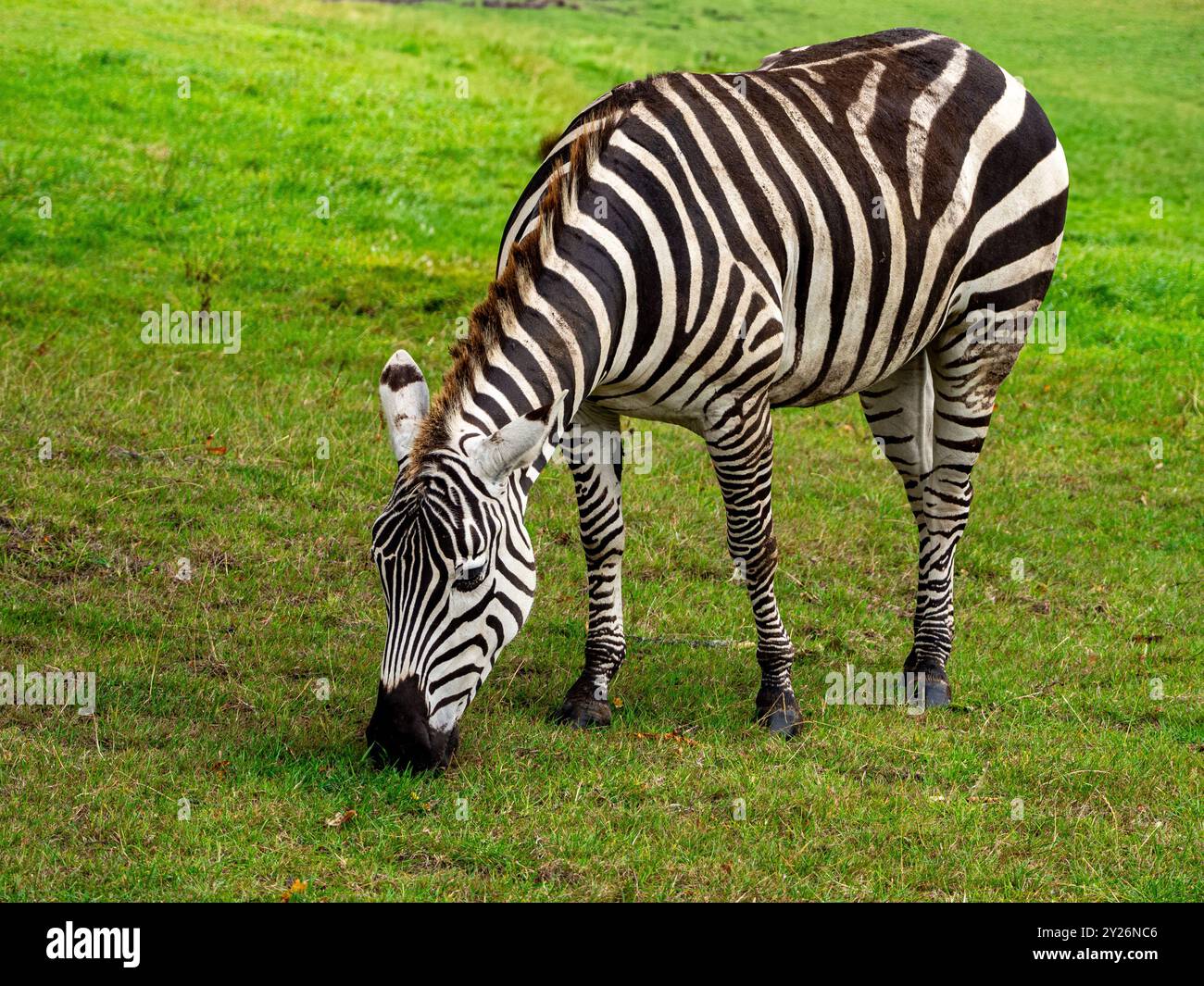 Una zebra è un equino africano con un distintivo cappotto a righe bianco e nero che mangia erba. Foto Stock