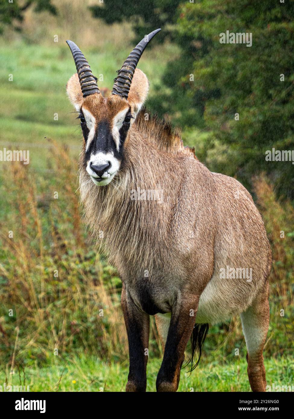 Blackbuck o antilope indiana (Antilope cervicapra) ritratto maschile ambientato nella campagna inglese. Foto Stock