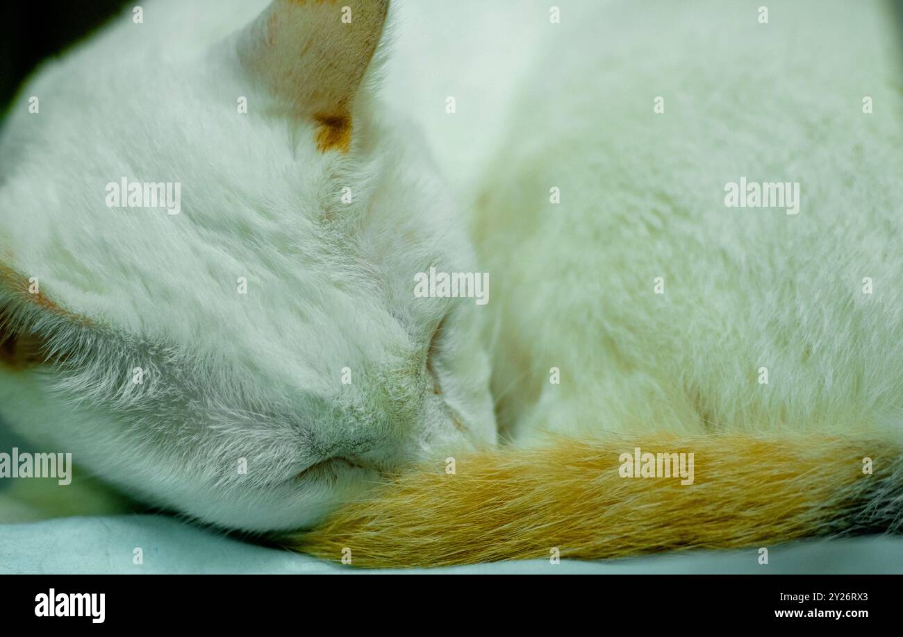 Un tranquillo primo piano di un gatto bianco che dorme, avvolto in una palla con la coda avvolta intorno al corpo. L'attenzione è rivolta alla consistenza morbida del gatto Foto Stock