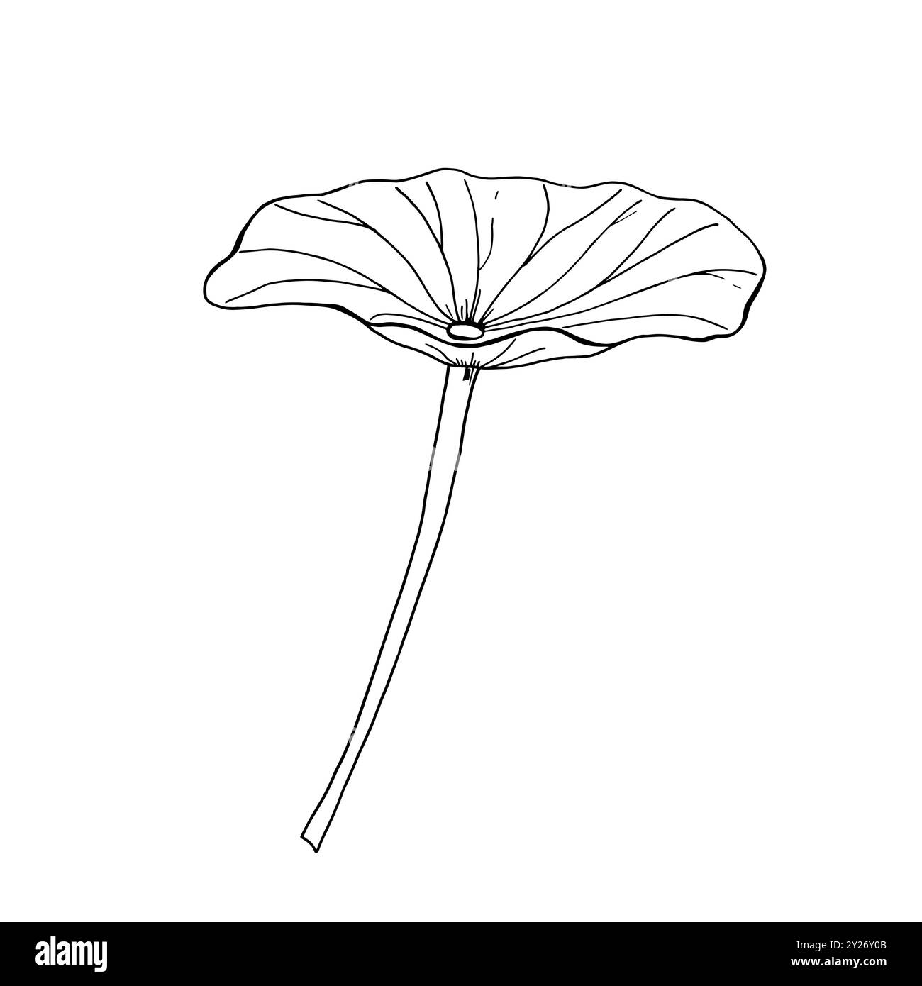 Illustrazione isolata vettoriale monocromatica a foglia Waterlily su sfondo bianco. Foglie di loto disegnate a mano da inchiostri neri. Elemento vegetale tropicale Illustrazione Vettoriale