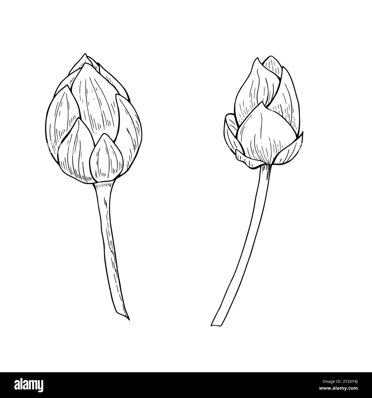 Clip art per illustrazioni isolate vettoriali monocromatiche con gemme Waterlily su sfondo bianco. Due fiori di loto disegnati a mano disegni in linea con inchiostro nero. Illustrazione Vettoriale