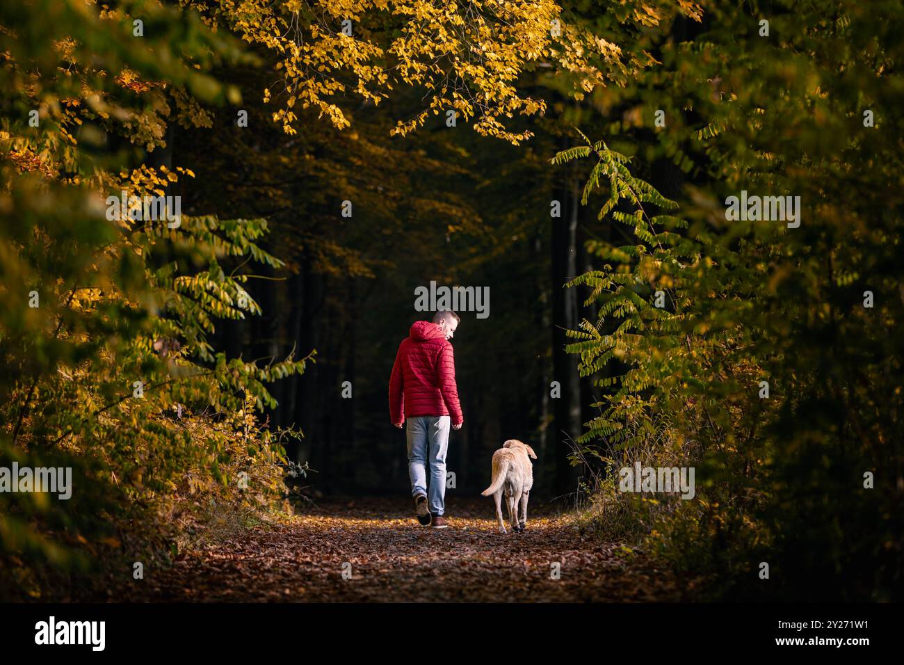 Uomo con cane che cammina nella foresta autunnale. Vista posteriore del proprietario di animali domestici con labrador retriever sul sentiero nel bosco. Foto Stock
