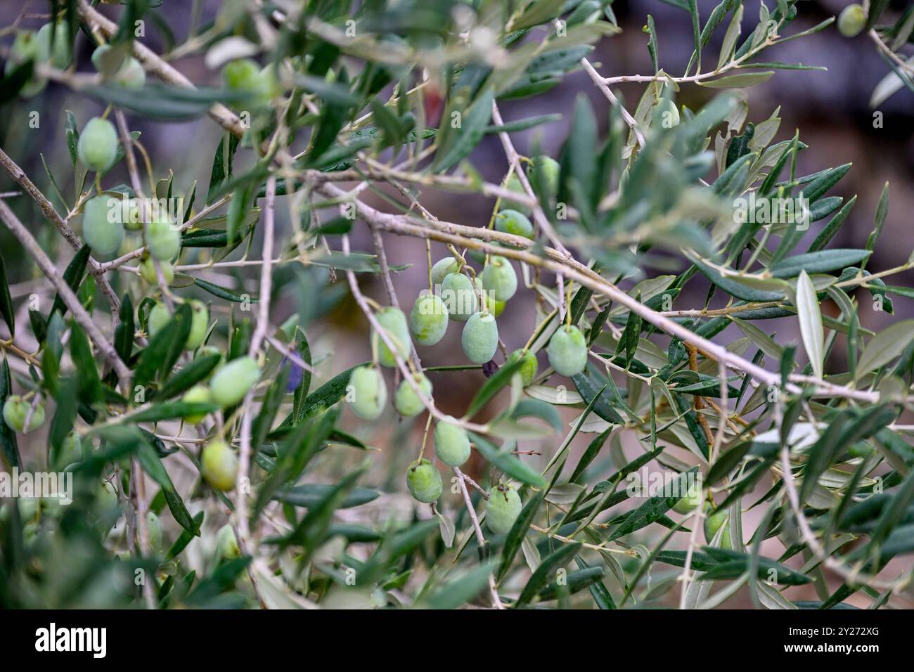 KROATIEN, Oliven 09.09.2024, Kroatien, HRV, Oliven, Olivenbaum, Frucht, Fruechte, Oelbaum Der Olivenbaum auch Echter Oelbaum genannt, ist ein mittelgroßer, im alter oft knorriger Baum aus der Gattung der Oelbauume Olea, die zur Familie der Oelbaumgewaechse gehoert. Quelle: Wikipedia Gespanschaft Dubrovnik-Neretva *** Croazia, olive 09 09 2024, Croazia, HRV, olive, ulivi, frutta, frutti, ulivo l'olivo, noto anche come il vero olivo, è un albero di medie dimensioni, spesso gnarled del genere Olea, che appartiene alla famiglia degli olivi fonte Wikipedia Dubrovnik Neretva County oliva Foto Stock