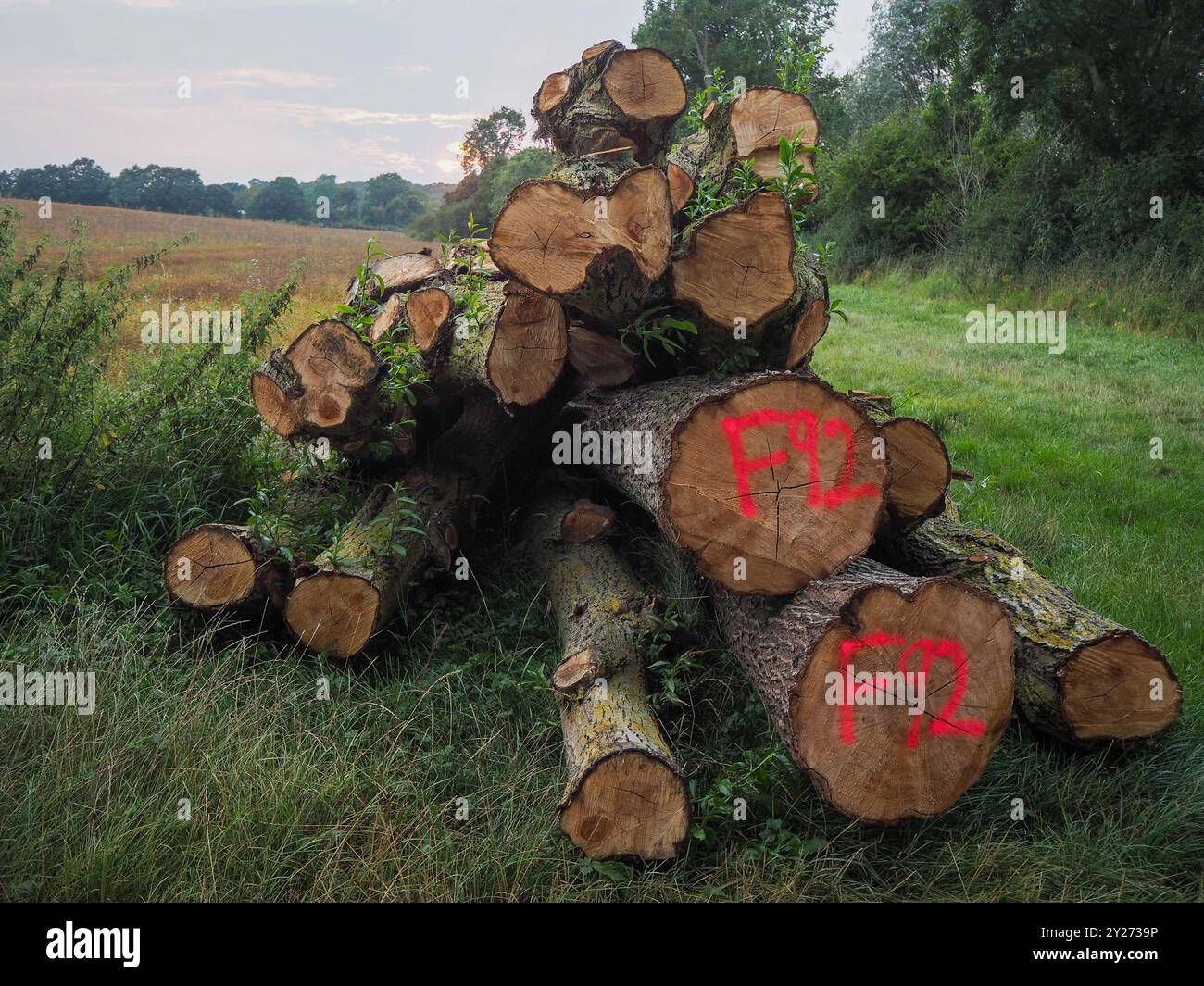 Woodland Management, Essex, Inghilterra Foto Stock