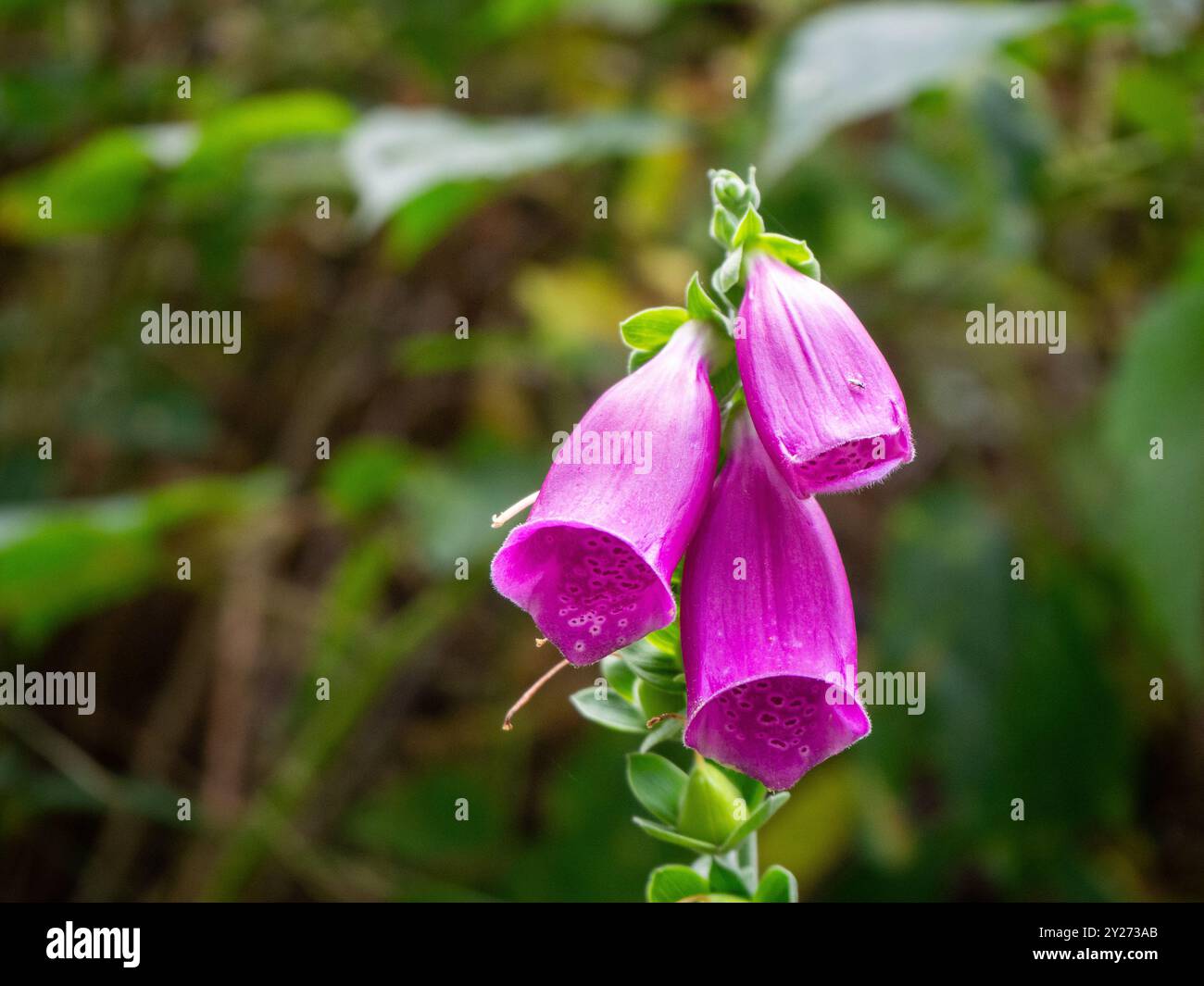 Foxglove (digitale) in un ambiente boschivo Foto Stock