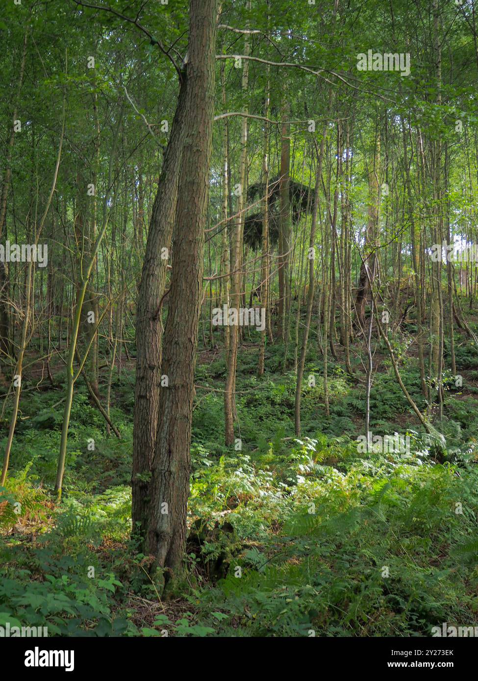 Woodland Management, Essex, Inghilterra Foto Stock