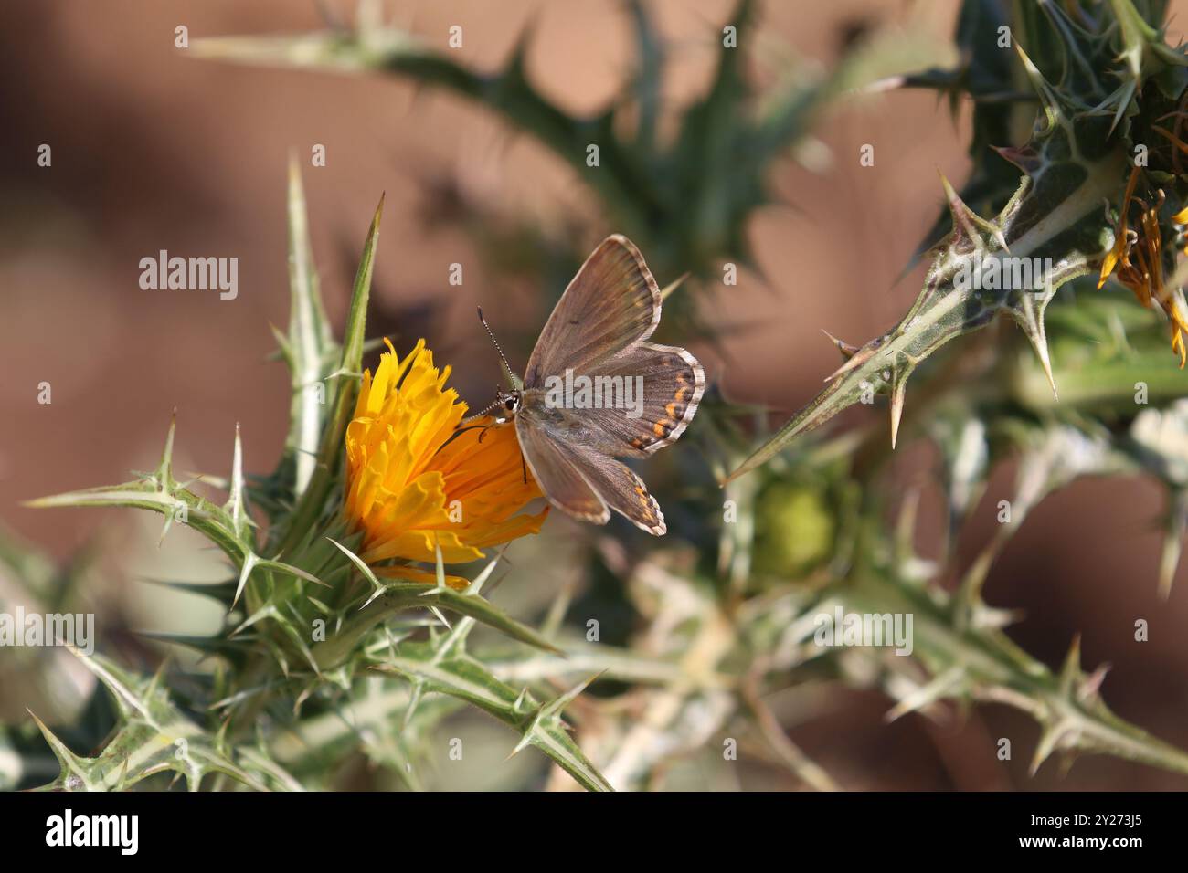 Farfalla azzurra Chalkhill Blue femmina - Lysandra caelestissima su fiore giallo Foto Stock