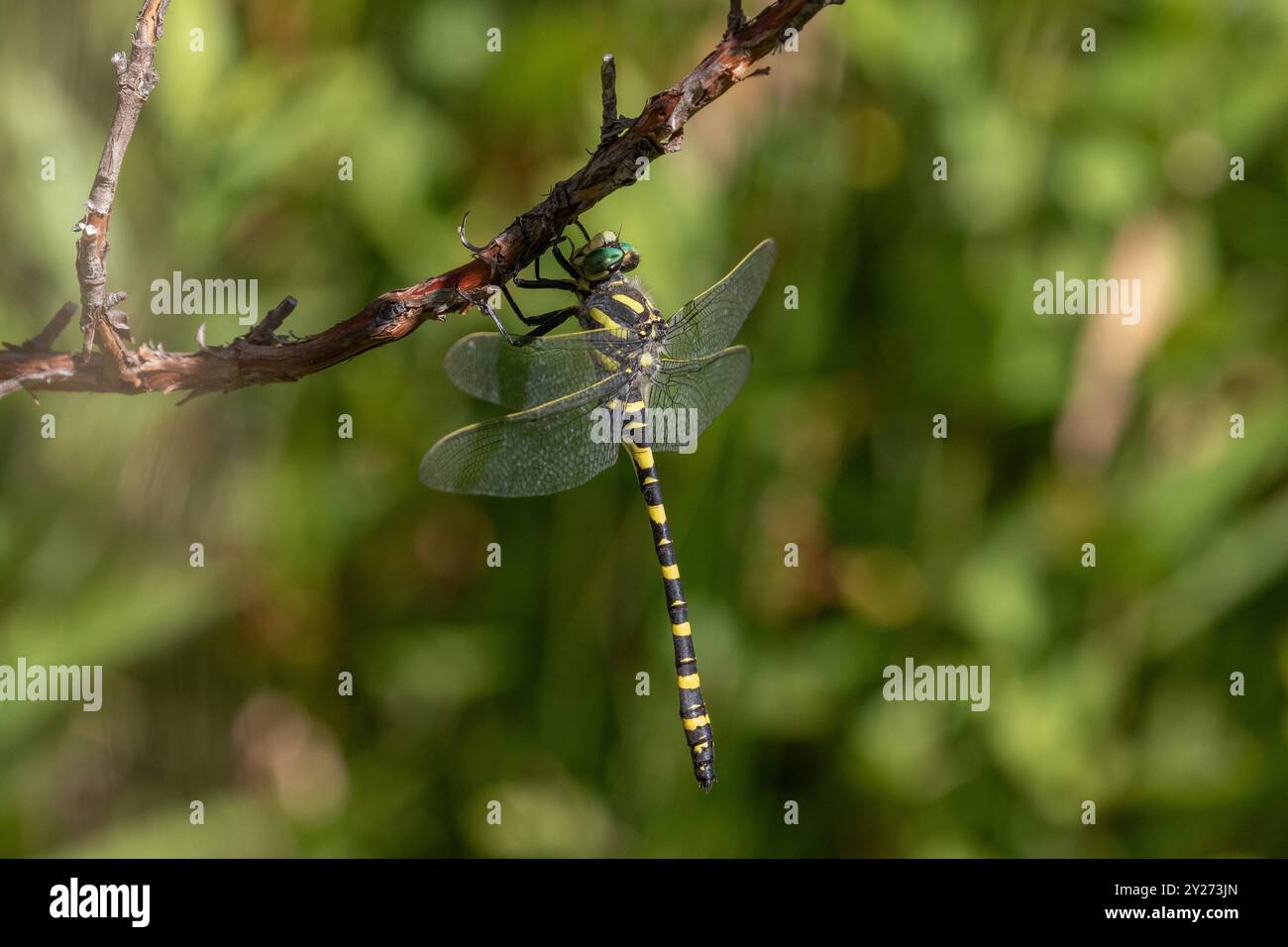 Comune Goldenring Dragonfly forma meridionale maschile - Cordulegaster boltonii Foto Stock