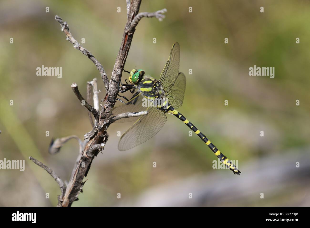 Comune Goldenring Dragonfly forma meridionale maschile - Cordulegaster boltonii Foto Stock