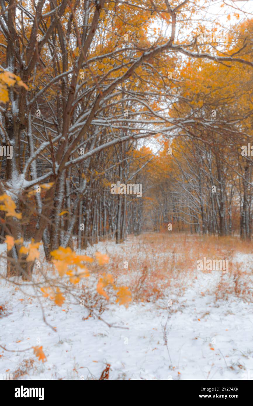 Paesaggio autunnale con un arco di rami d'albero. Prima neve nella foresta autunnale. Interstagione. Sfondo sfocato, sfondo. Nebbia, foschia, retroilluminazione. Foto Stock