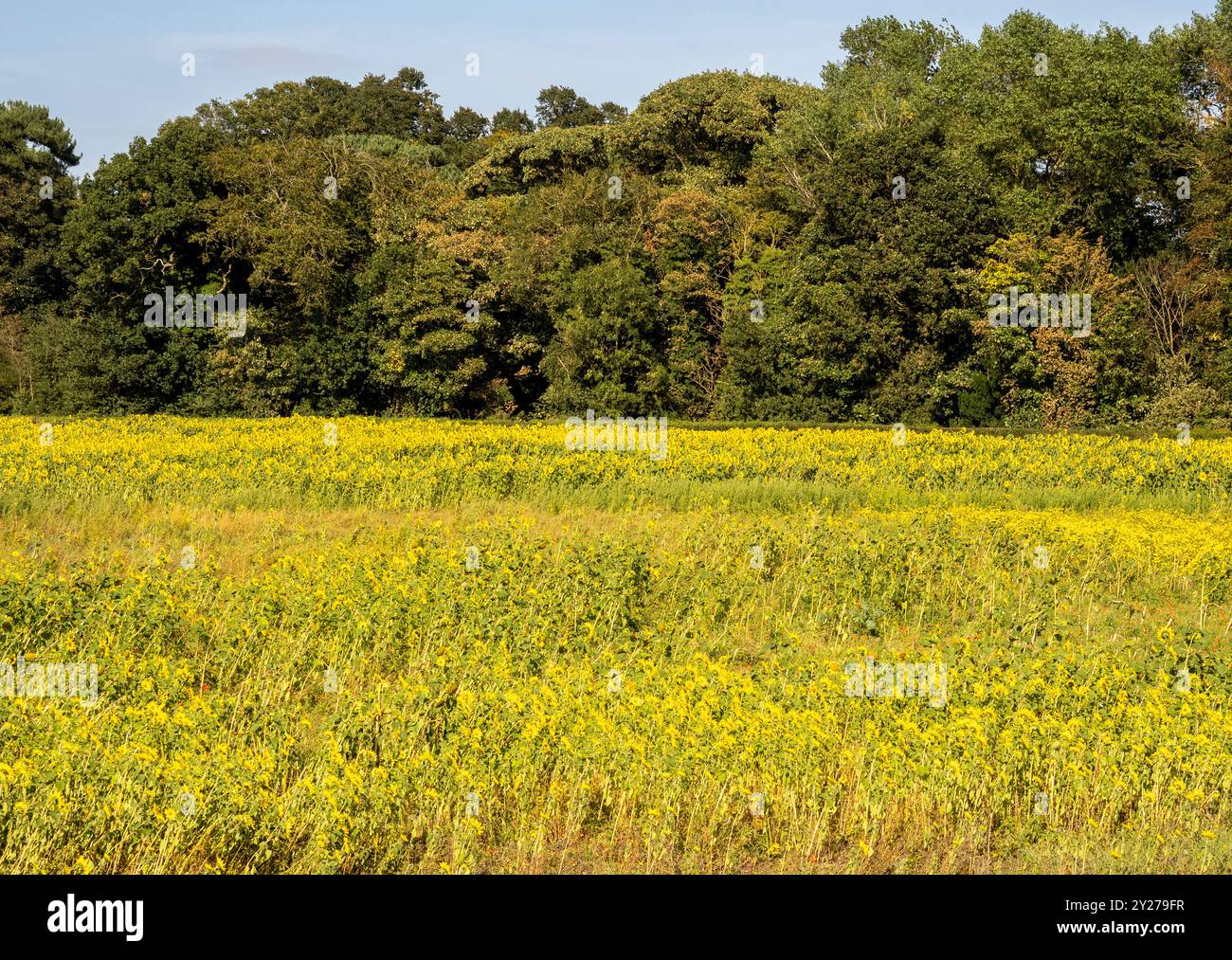 Girasoli gialli che fioriscono nella fattoria alla periferia di York, nel North Yorkshire. REGNO UNITO Foto Stock
