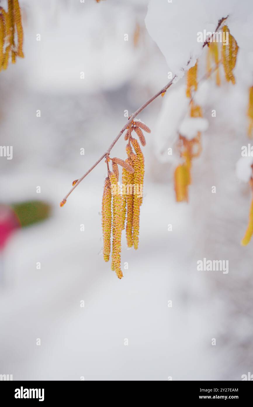 I gatti gialli di un cespuglio di nocciole ricoperto di neve appesa all'aria in un giorno d'inverno Foto Stock